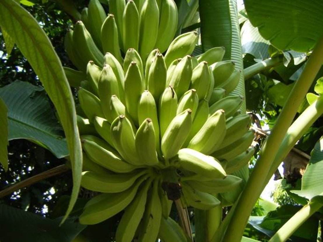 Banana High Yield Solution